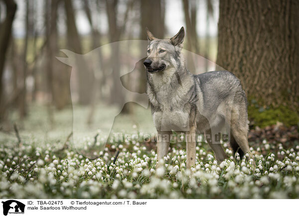 male Saarloos Wolfhound / TBA-02475