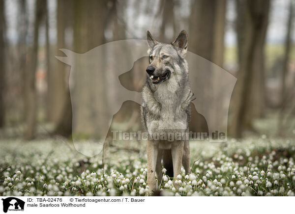 male Saarloos Wolfhound / TBA-02476