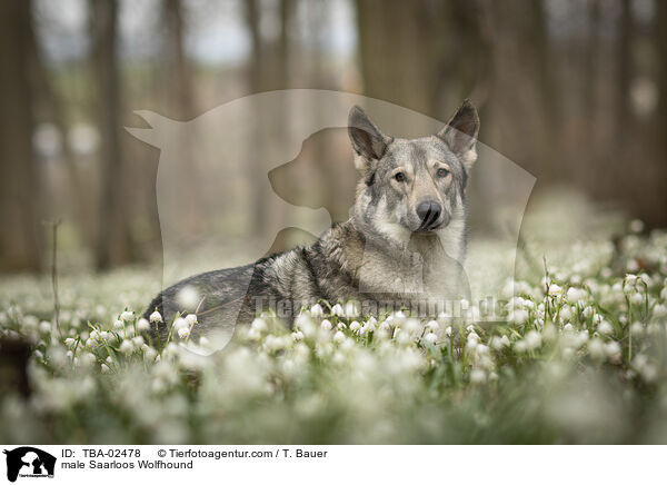 male Saarloos Wolfhound / TBA-02478