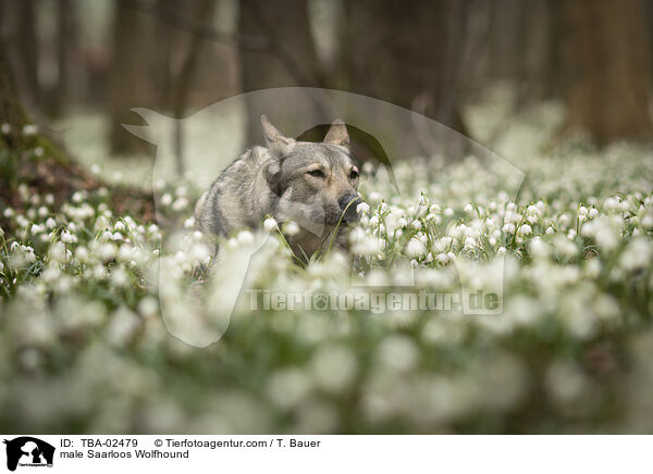 male Saarloos Wolfhound / TBA-02479