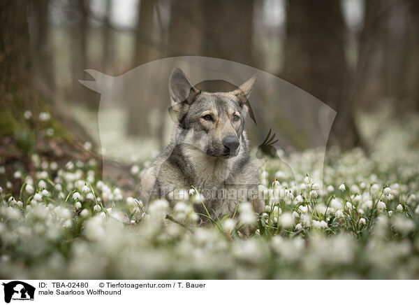 male Saarloos Wolfhound / TBA-02480