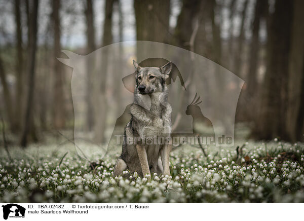 male Saarloos Wolfhound / TBA-02482