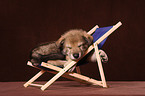 Saarloos wolfdog at deckchair