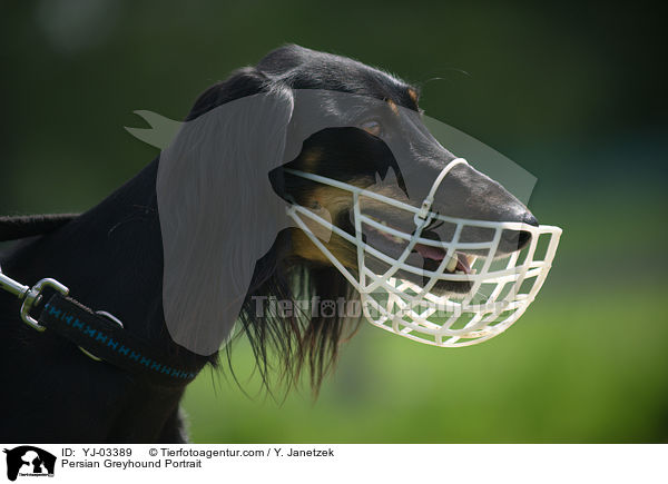 Persian Greyhound Portrait / YJ-03389