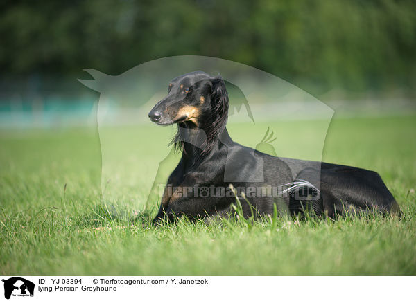 lying Persian Greyhound / YJ-03394