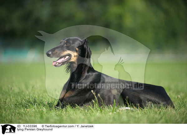 lying Persian Greyhound / YJ-03396