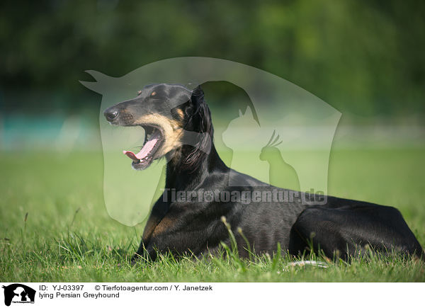 lying Persian Greyhound / YJ-03397