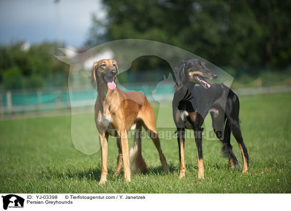 Persian Greyhounds / YJ-03398