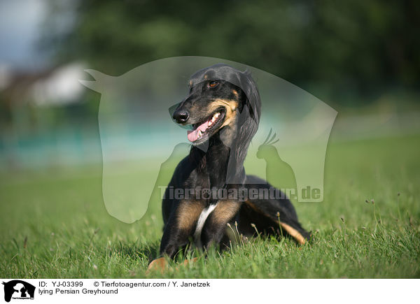 lying Persian Greyhound / YJ-03399