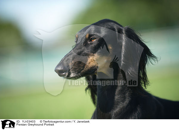 Persian Greyhound Portrait / YJ-03403