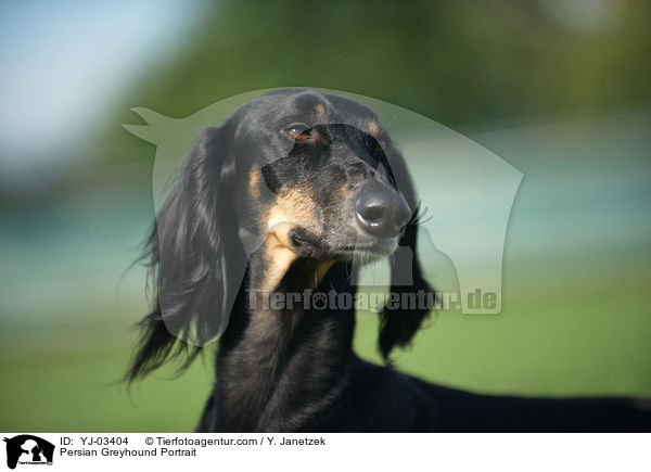 Persian Greyhound Portrait / YJ-03404