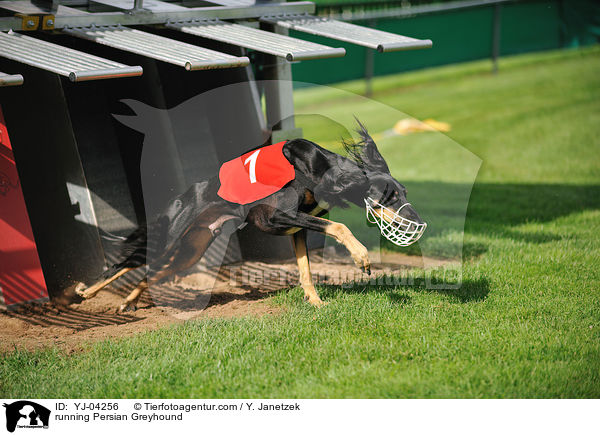 rennender Saluki / running Persian Greyhound / YJ-04256