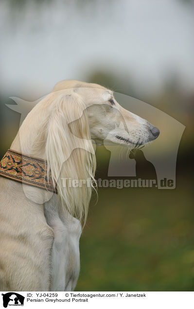 Persian Greyhound Portrait / YJ-04259