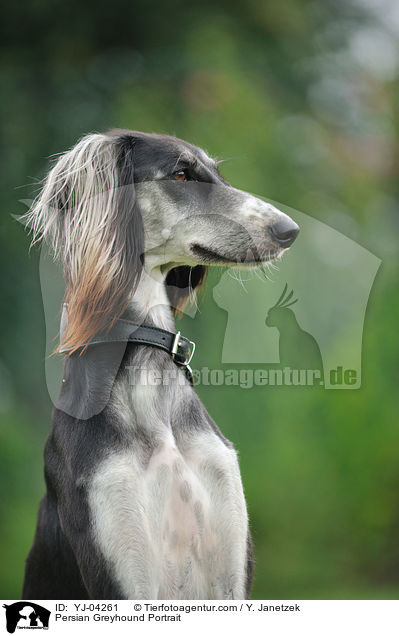 Persian Greyhound Portrait / YJ-04261