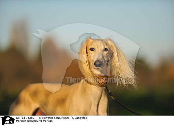 Persian Greyhound Portrait / YJ-04262