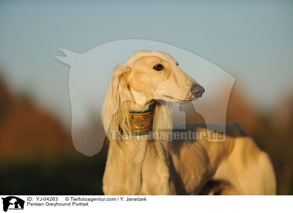 Persian Greyhound Portrait / YJ-04263