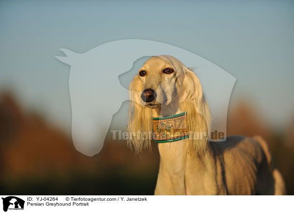 Persian Greyhound Portrait / YJ-04264