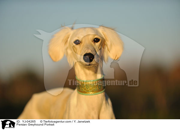 Persian Greyhound Portrait / YJ-04265