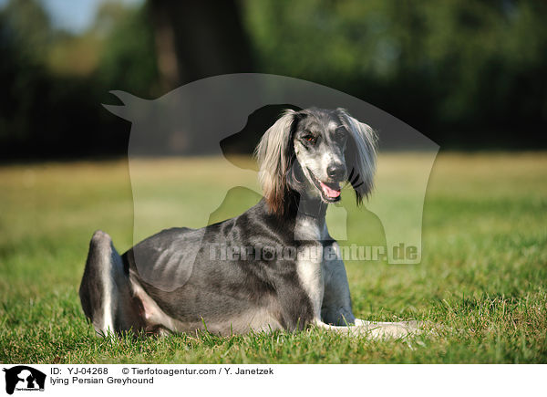 lying Persian Greyhound / YJ-04268