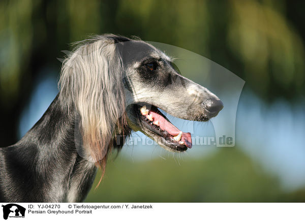 Persian Greyhound Portrait / YJ-04270