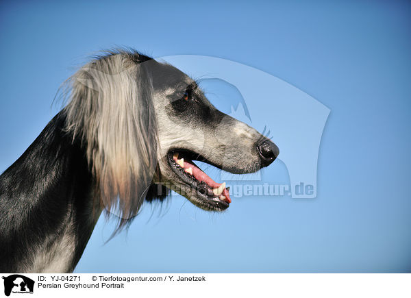 Persian Greyhound Portrait / YJ-04271
