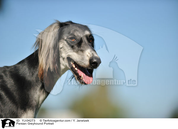 Persian Greyhound Portrait / YJ-04273