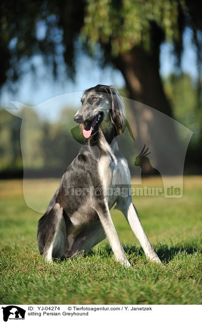 sitting Persian Greyhound / YJ-04274