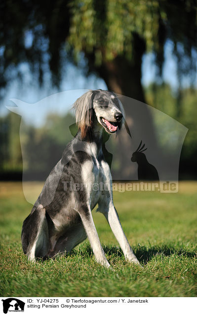 sitting Persian Greyhound / YJ-04275