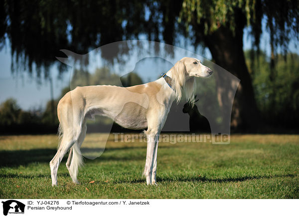 Persian Greyhound / YJ-04276