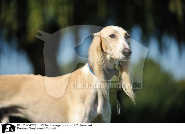 Persian Greyhound Portrait / YJ-04277