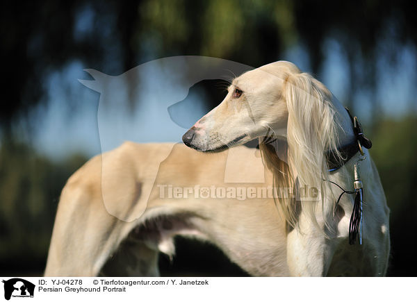 Persian Greyhound Portrait / YJ-04278