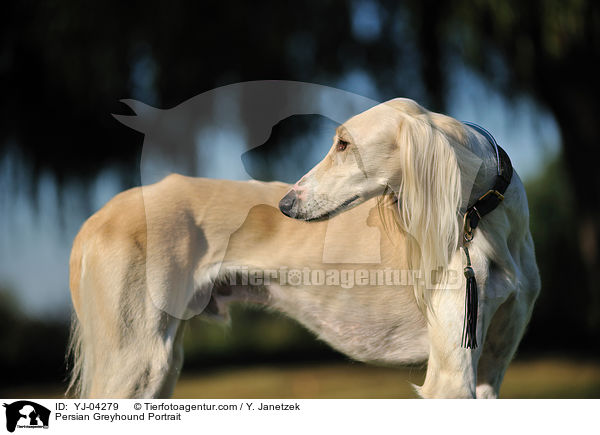 Persian Greyhound Portrait / YJ-04279