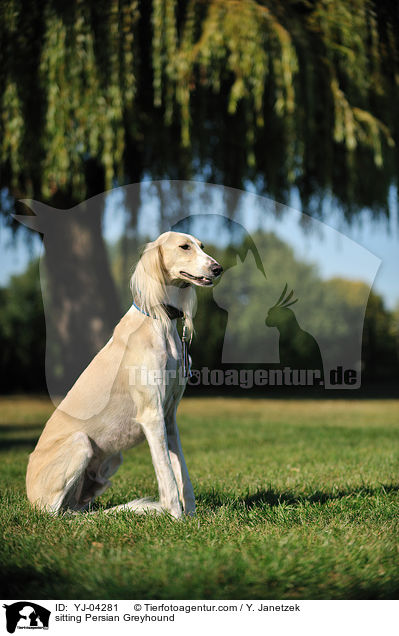sitting Persian Greyhound / YJ-04281