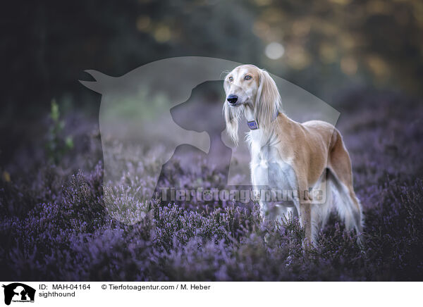 sighthound / MAH-04164