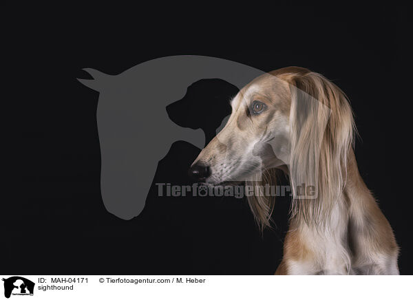 sighthound / MAH-04171