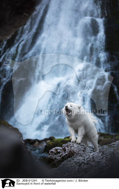 Samoyed in front of waterfall / JEB-01291