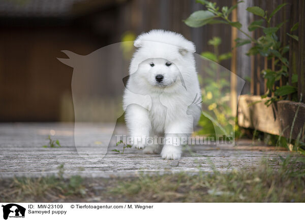 Samoyed puppy / MW-23109