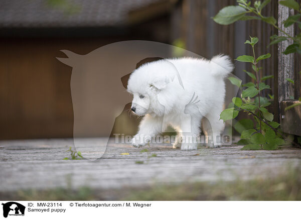 Samoyed puppy / MW-23114