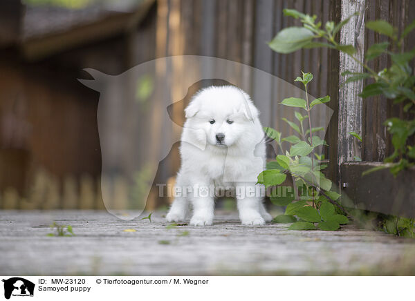 Samoyed puppy / MW-23120