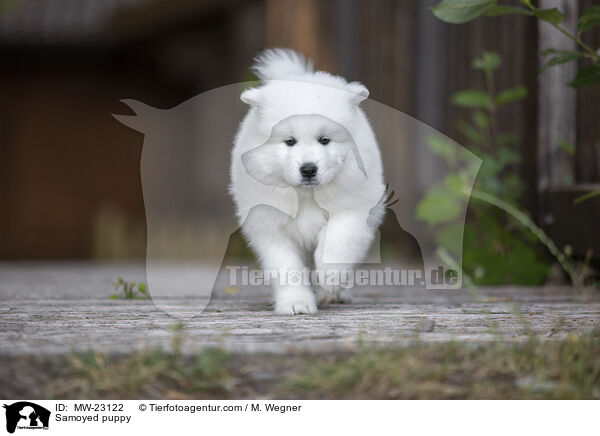 Samoyed puppy / MW-23122