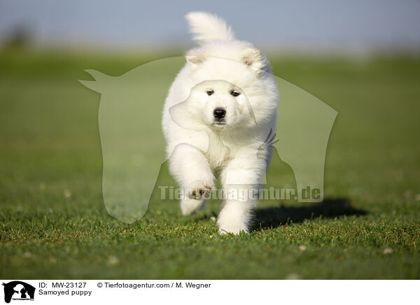 Samoyed puppy / MW-23127