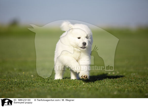 Samoyed puppy / MW-23130