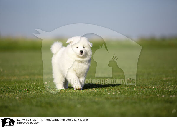 Samoyed puppy / MW-23132