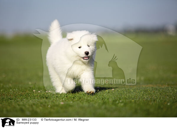 Samoyed puppy / MW-23133