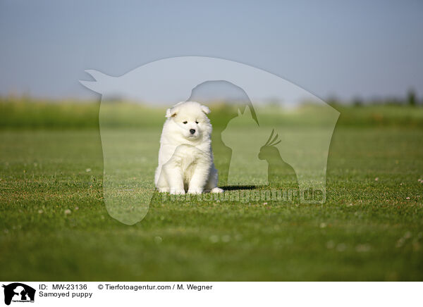 Samoyed puppy / MW-23136