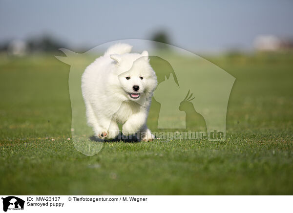 Samoyed puppy / MW-23137