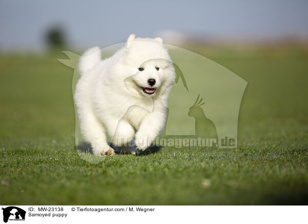 Samoyed puppy / MW-23138