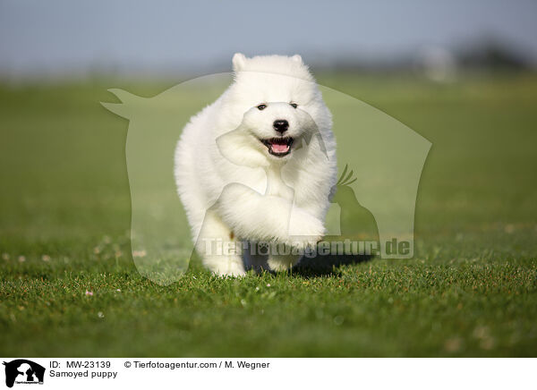Samoyed puppy / MW-23139