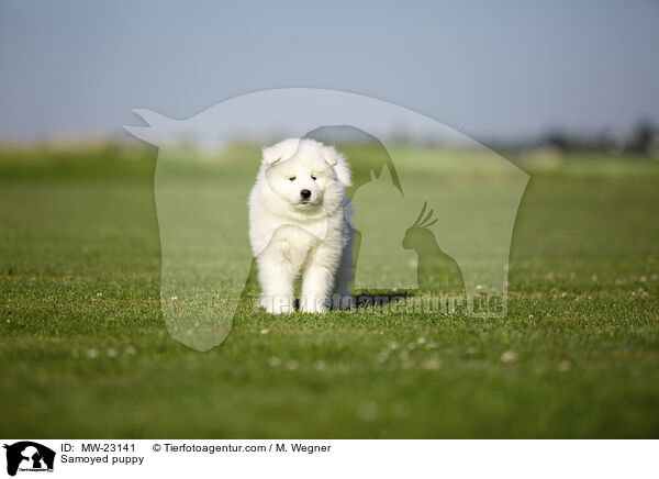 Samoyed puppy / MW-23141