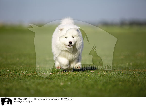 Samoyed puppy / MW-23142